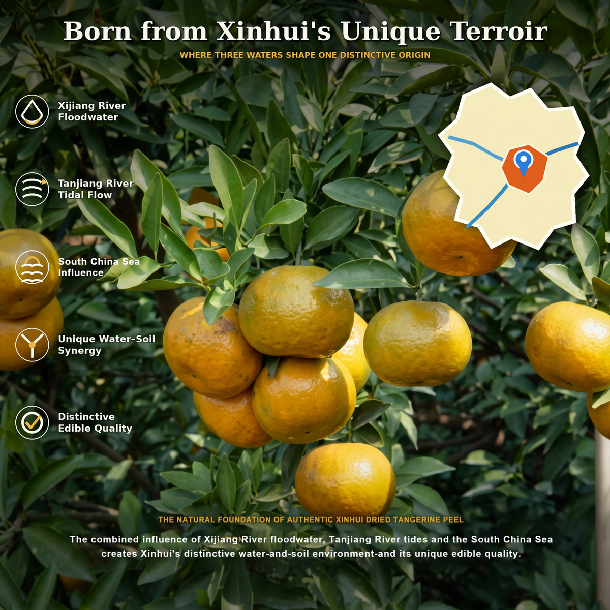 XINBAOTANG 10-Year Aged Authentic Xinhui Dried Tangerine Peel (Chenpi) – 105g Gold Jar | Premium Herbal Tea & Cooking