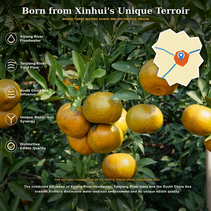 XINBAOTANG 10-Year Aged Authentic Xinhui Dried Tangerine Peel (Chenpi) – 105g Gold Jar | Premium Herbal Tea & Cooking