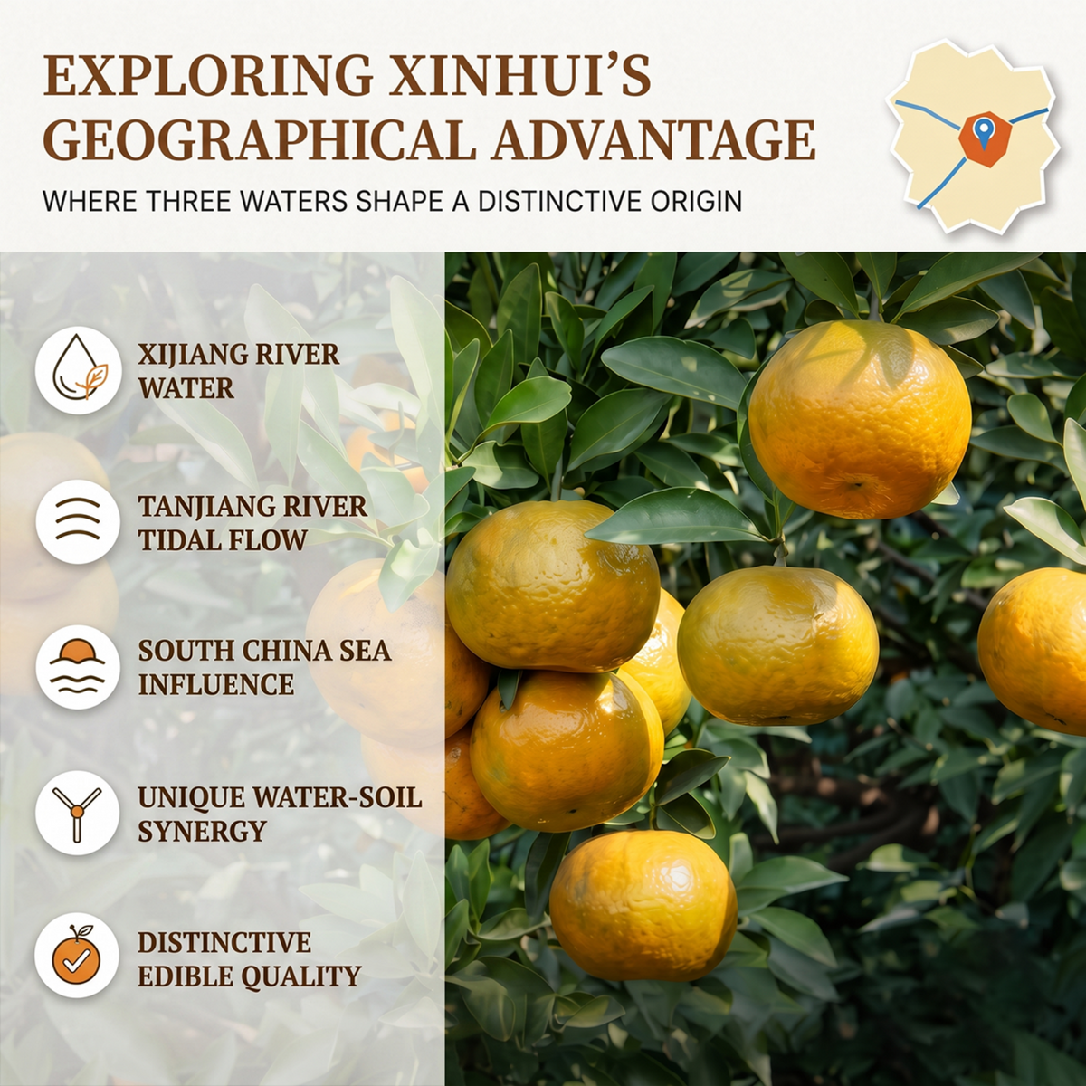 XINBAOTANG 20-Year Aged Authentic Xinhui Dried Tangerine Peel (Chenpi) – 250g Luxury Gift Bottle | Rare Premium Herbal Tea & Cooking