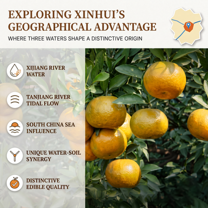 XINBAOTANG 20-Year Aged Authentic Xinhui Dried Tangerine Peel (Chenpi) – 250g Luxury Gift Bottle | Rare Premium Herbal Tea & Cooking