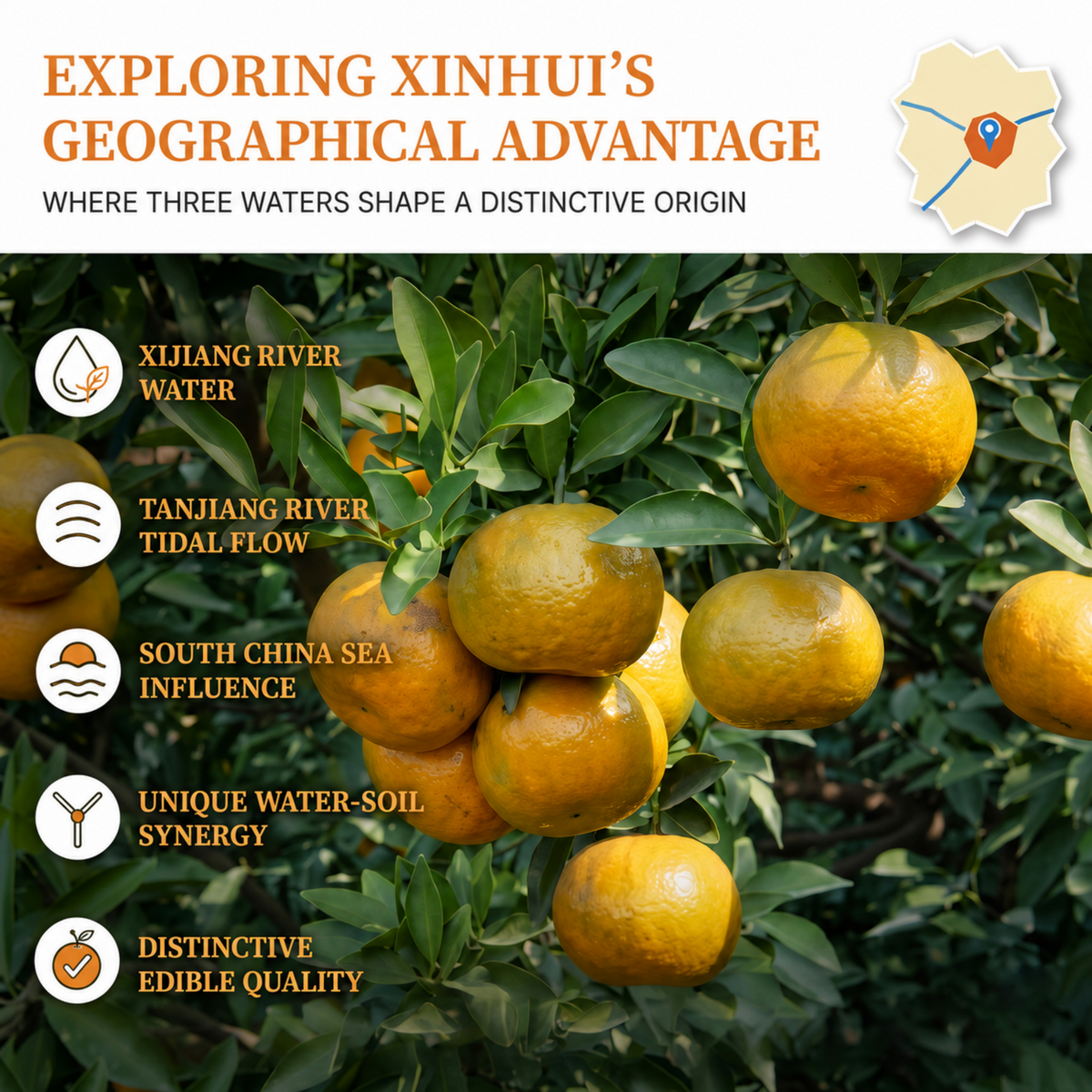 XINBAOTANG 15-Year Aged Authentic Xinhui Dried Tangerine Peel (Chenpi) – 250g Luxury Gift Box | Premium Herbal Tea & Cooking
