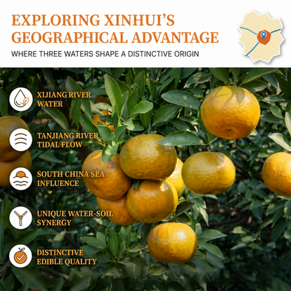 XINBAOTANG 15-Year Aged Authentic Xinhui Dried Tangerine Peel (Chenpi) – 250g Luxury Gift Box | Premium Herbal Tea & Cooking